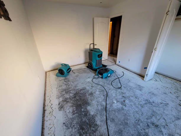 Best Mold removal after water damage  in Frenchtown, NJ